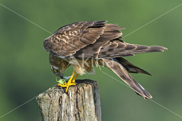 Montagu’s Harrier (Circus pygargus)