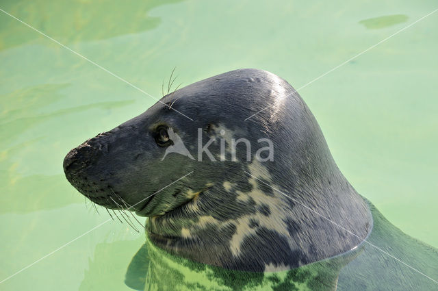 Grey Seal (Halichoerus grypus)