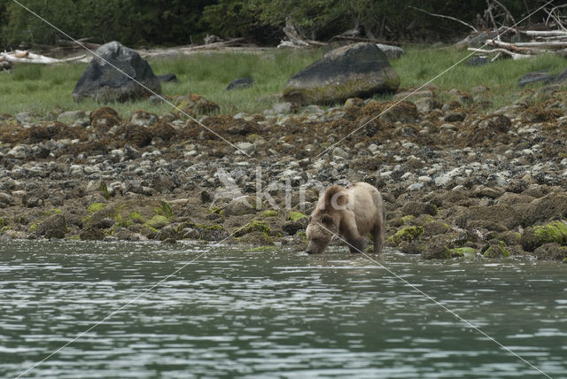 Grizzly Bear (Ursus arctos horribilis)