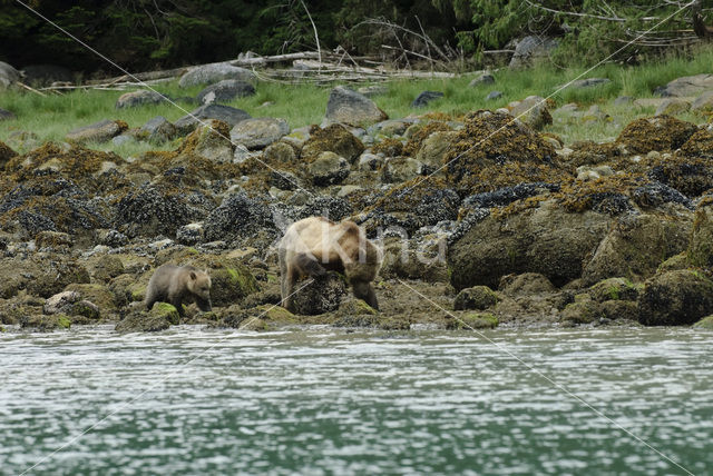 Grizzlybeer