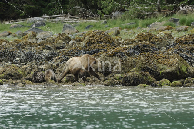 Grizzly Bear (Ursus arctos horribilis)