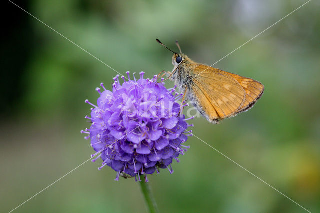 Groot dikkopje (Ochlodes faunus)