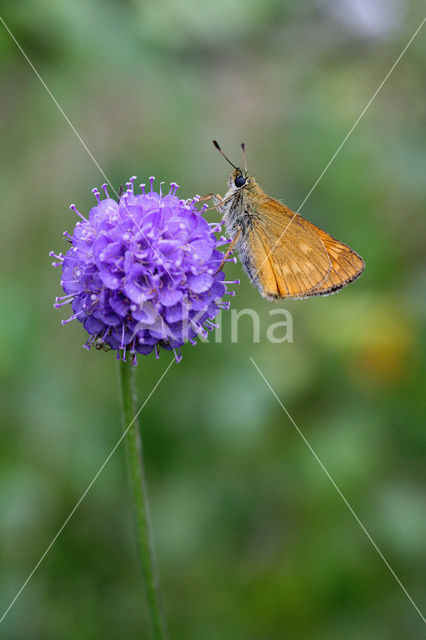 Groot dikkopje (Ochlodes faunus)