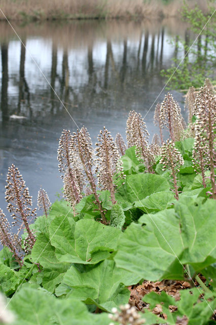 Butterbur (Petasites hybridus)