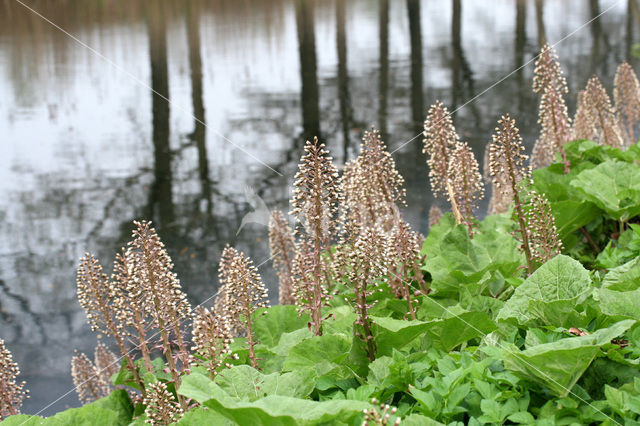 Butterbur (Petasites hybridus)