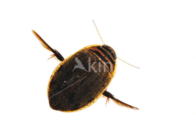 Great Diving Beetle (Acilius sulcatus)