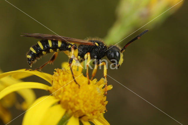 Weevil-hunting Wasp (Cerceris arenaria)