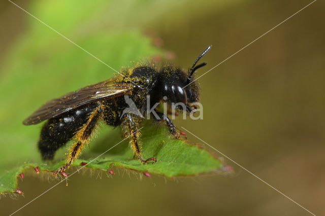 Grote roetbij (Panurgus banksianus)