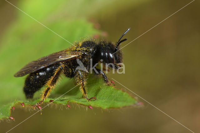 Panurgus banksianus