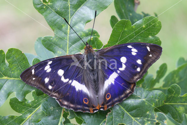 Purple Emperor (Apatura iris)