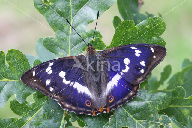 Grote weerschijnvlinder (Apatura iris)