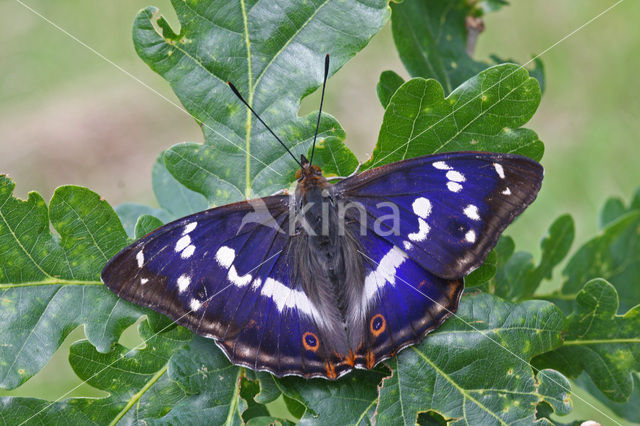 Grote weerschijnvlinder (Apatura iris)