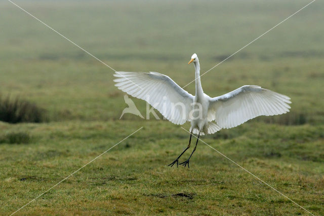 Great White Egret