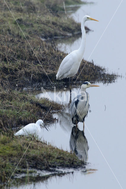 Great White Egret