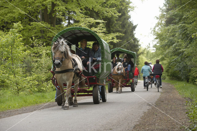 Haflinger paard (Equus spp)