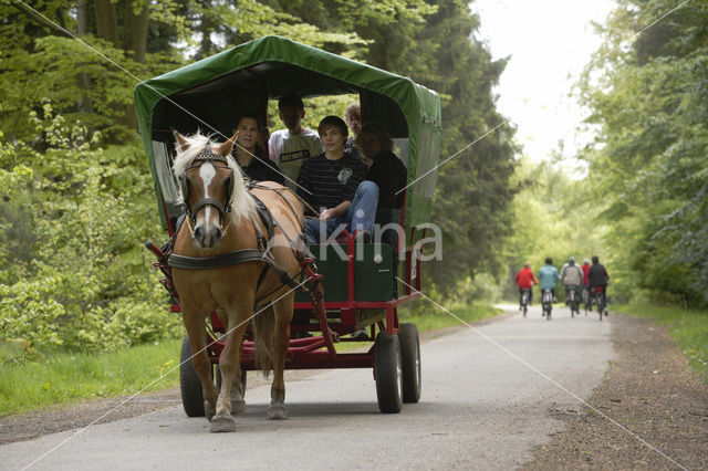 Haflinger paard (Equus spp)