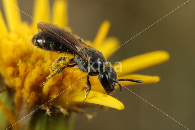 Halfglanzende Groefbij (Lasioglossum semilucens)