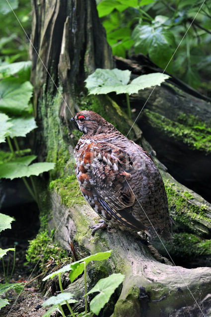 Hazel grouse (Tetrastes bonasia)