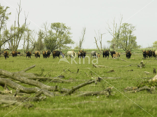 Heck cattle