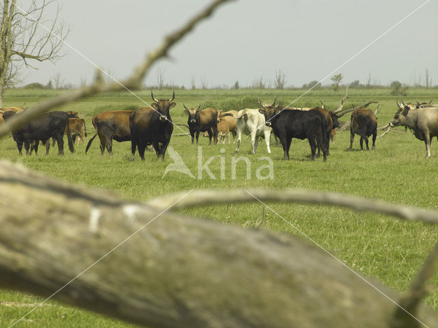 Heckrund (Bos taurus spp)