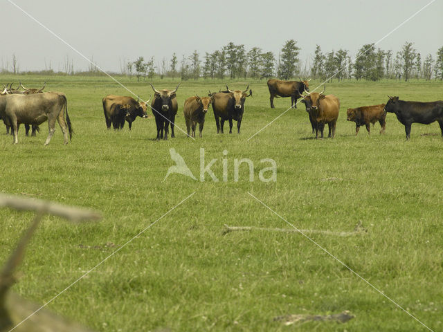 Heckrund (Bos taurus spp)