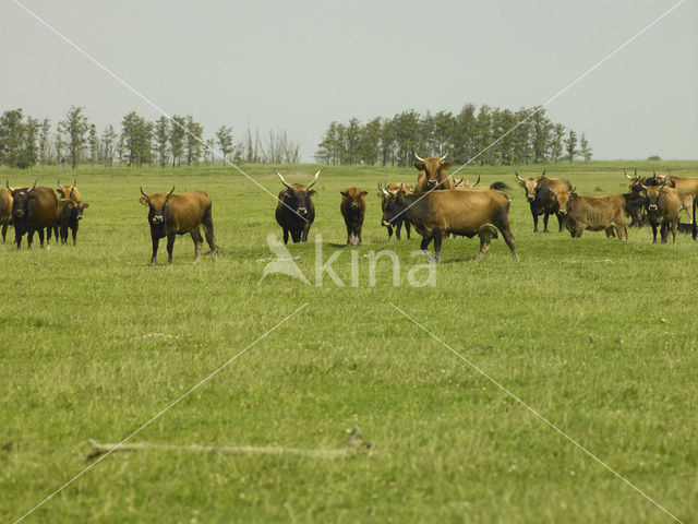 Heckrund (Bos taurus spp)