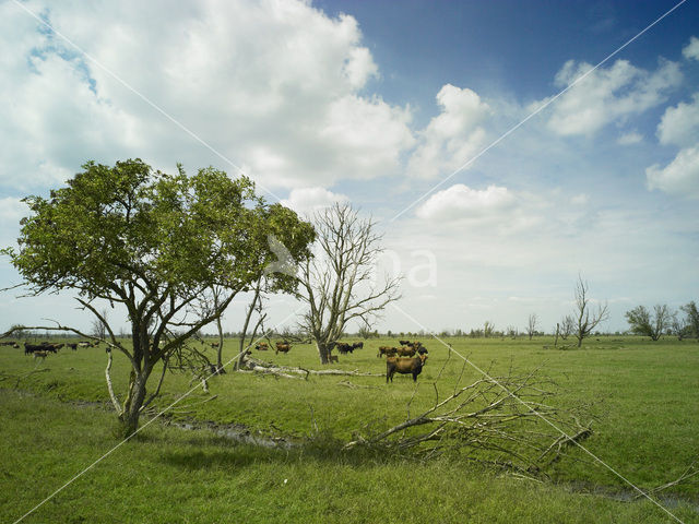 Heckrund (Bos taurus spp)