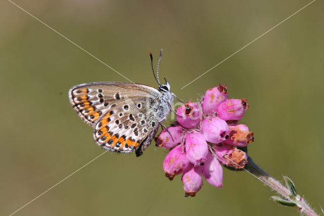 Silver Studded Blue (Plebejus argus)