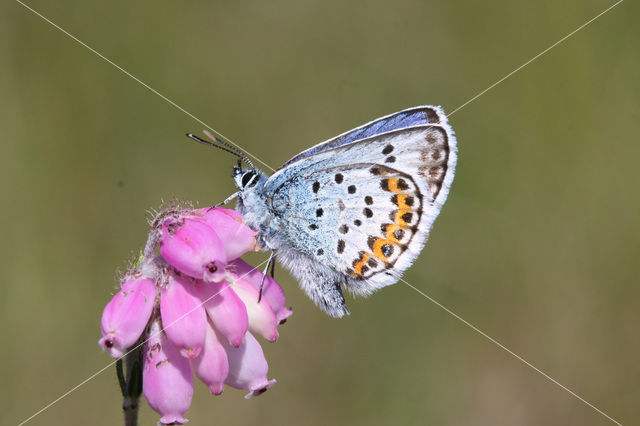 Silver Studded Blue (Plebejus argus)