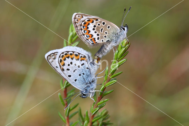 Silver Studded Blue (Plebejus argus)