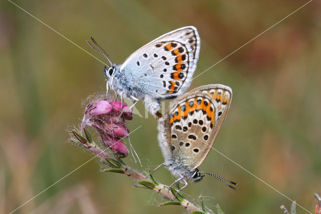 Silver Studded Blue (Plebejus argus)