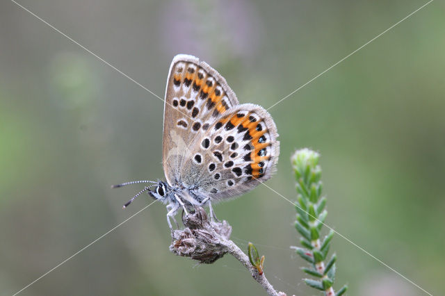 Silver Studded Blue (Plebejus argus)