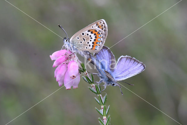 Silver Studded Blue (Plebejus argus)