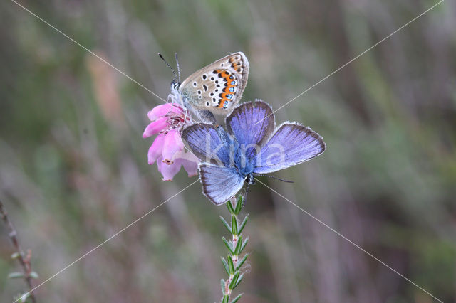 Silver Studded Blue (Plebejus argus)