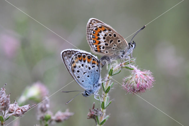 Heideblauwtje (Plebejus argus)