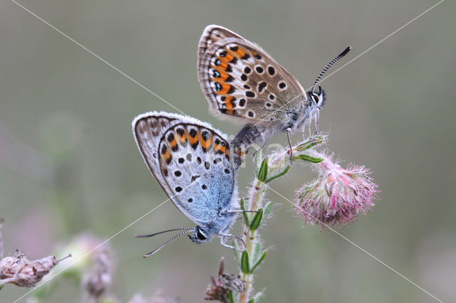 Silver Studded Blue (Plebejus argus)