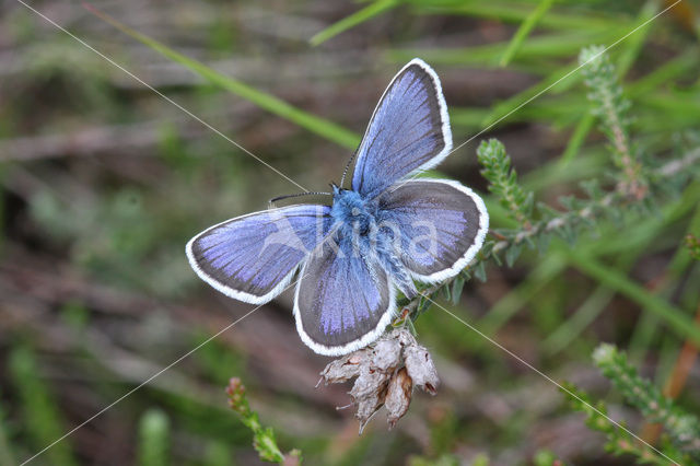 Silver Studded Blue (Plebejus argus)