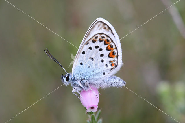 Heideblauwtje (Plebejus argus)