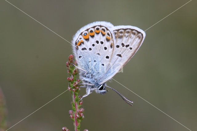 Silver Studded Blue (Plebejus argus)