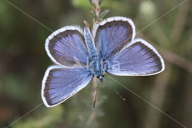 Silver Studded Blue (Plebejus argus)