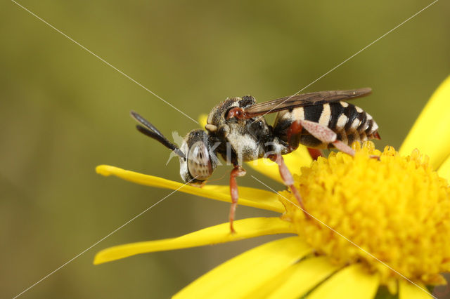 Heideviltbij (Epeolus cruciger)