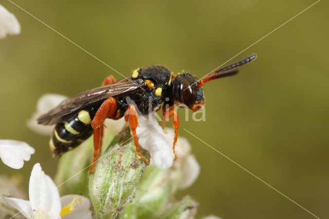 Heidewespbij (Nomada rufipes)