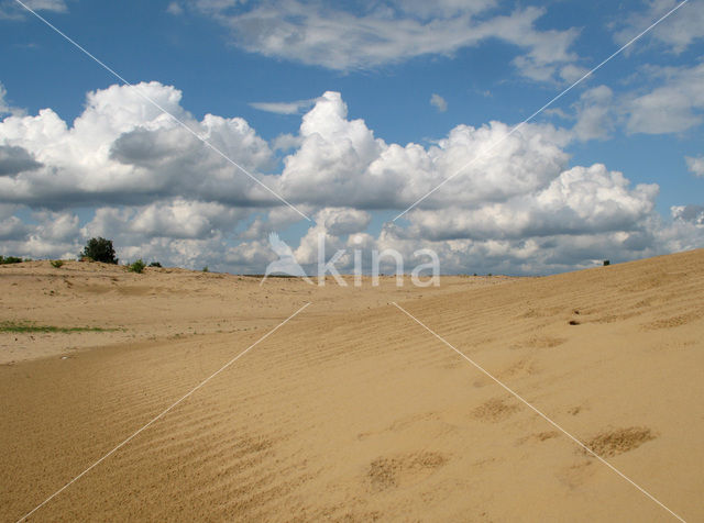 Hoog Buurlose Heide