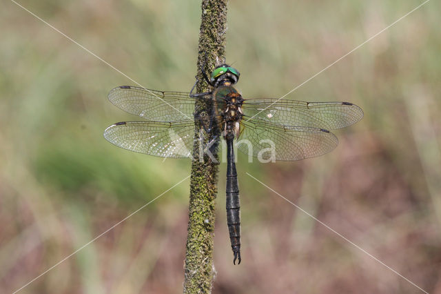 Hoogveenglanslibel (Somatochlora arctica)