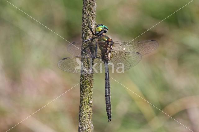 Hoogveenglanslibel (Somatochlora arctica)