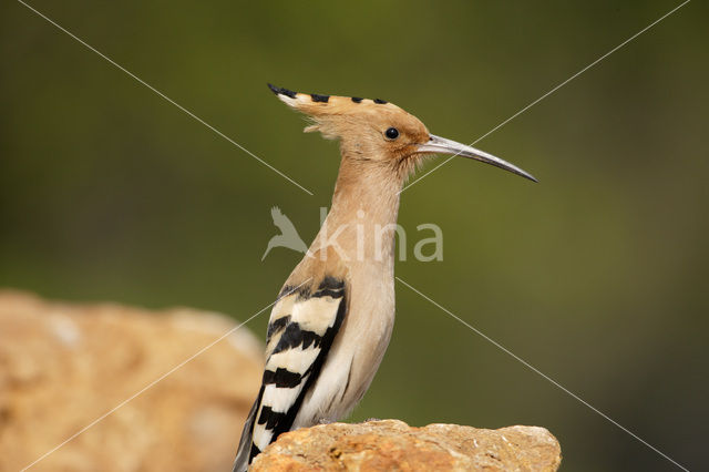 Hoopoe (Upupa epops)