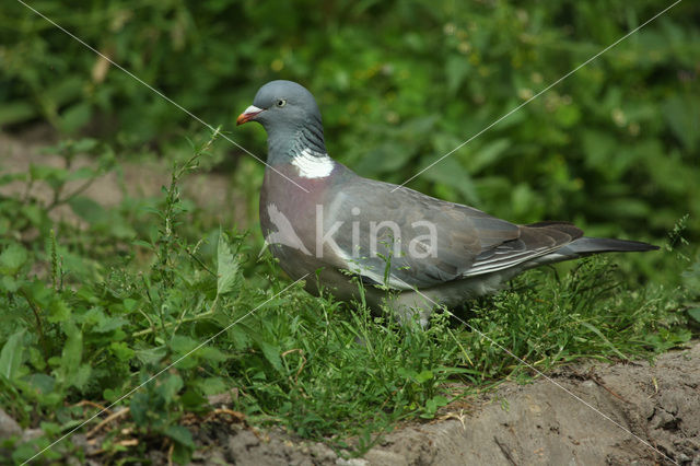 Houtduif (Columba palumbus)