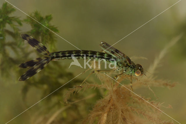 Houtpantserjuffer (Lestes viridis)