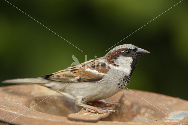 Huismus (Passer domesticus)