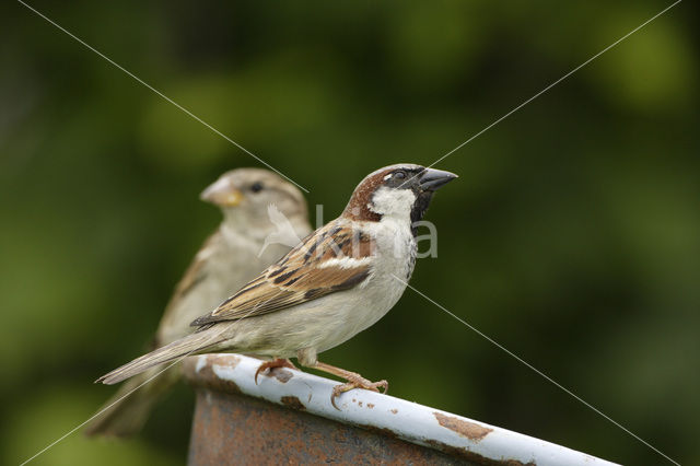 Huismus (Passer domesticus)